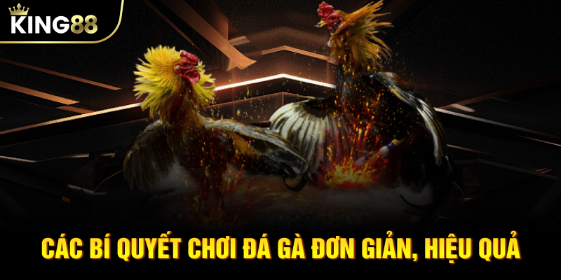 Các bí quyết chơi đá gà đơn giản, hiệu quả