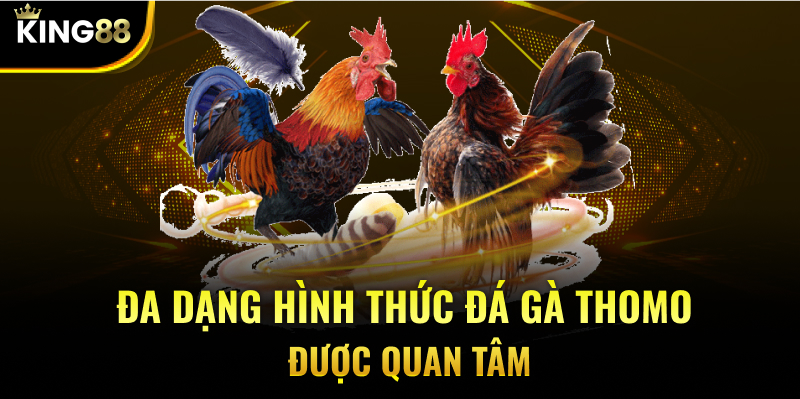 Đa dạng hình thức đá gà Thomo được quan tâm